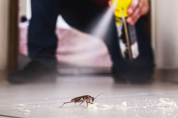 Reliable Beloit, OH Pest Control Solutions